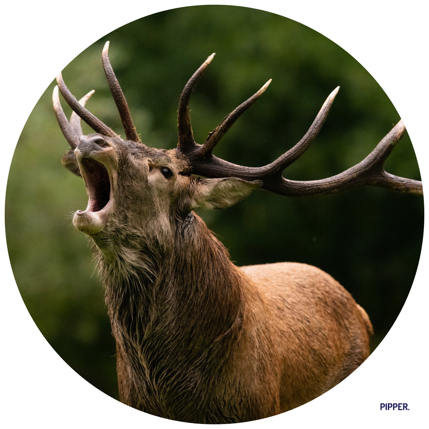 Round Wall Sticker – “Deer 2"