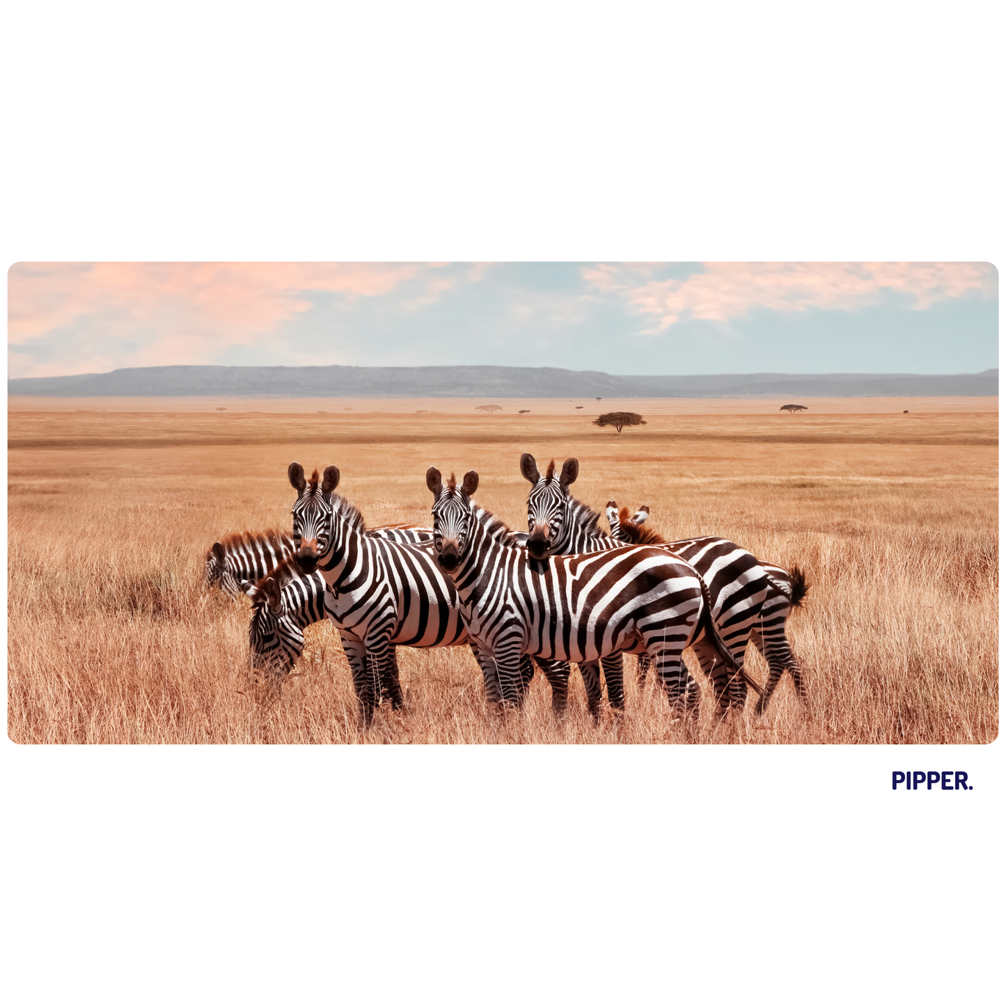 Self-Adhesive Textile Painting – Zebras in Africa
